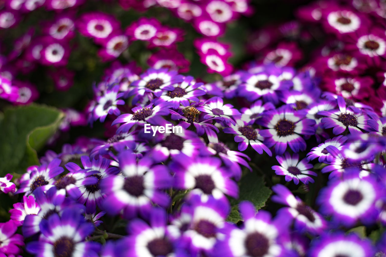 FULL FRAME SHOT OF PURPLE FLOWERING PLANT