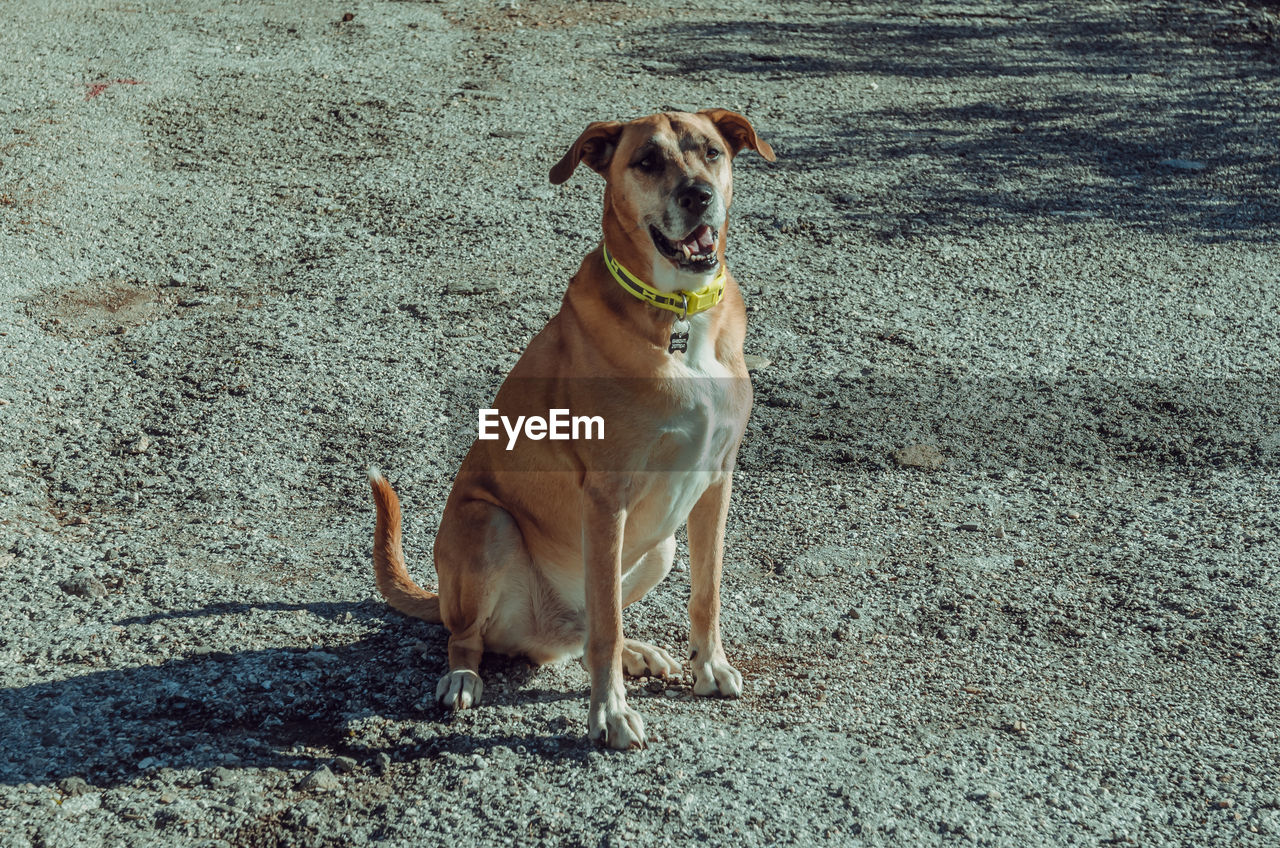 PORTRAIT OF BROWN DOG STANDING ON FIELD