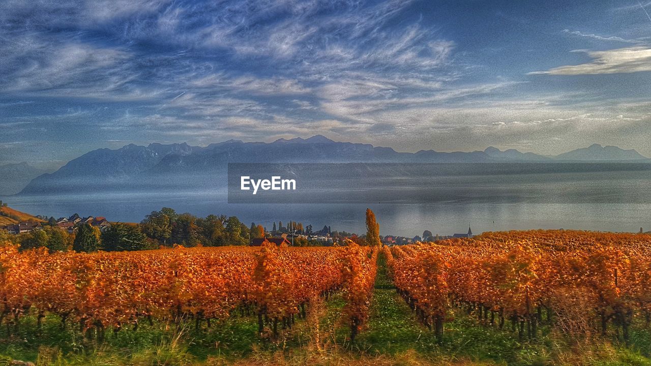 Scenic view of field against sky during autumn