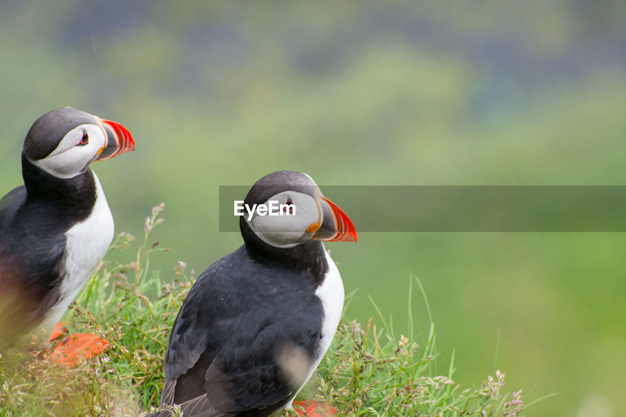 Close-up of birds perching on grass