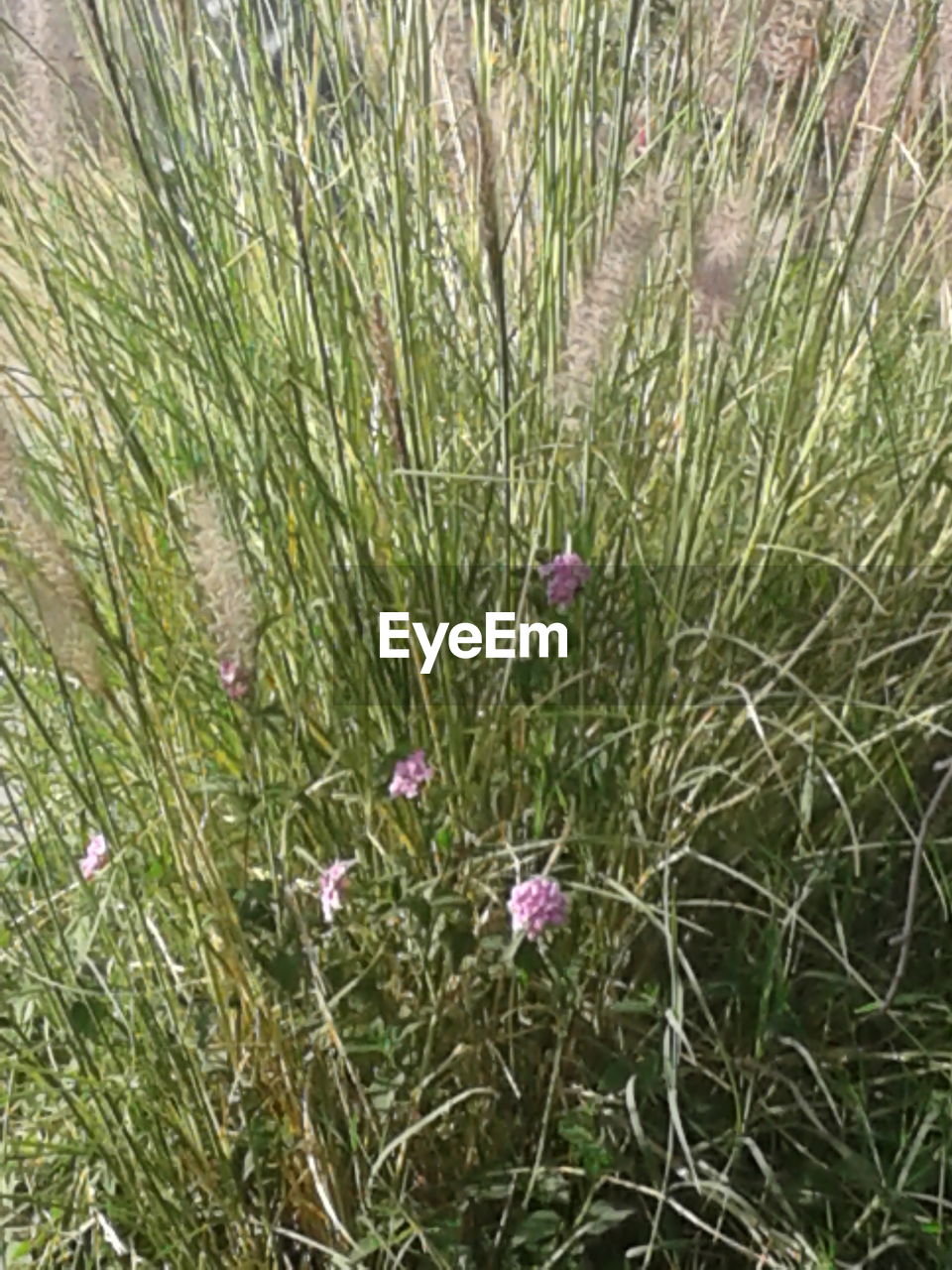 CLOSE-UP OF THISTLE