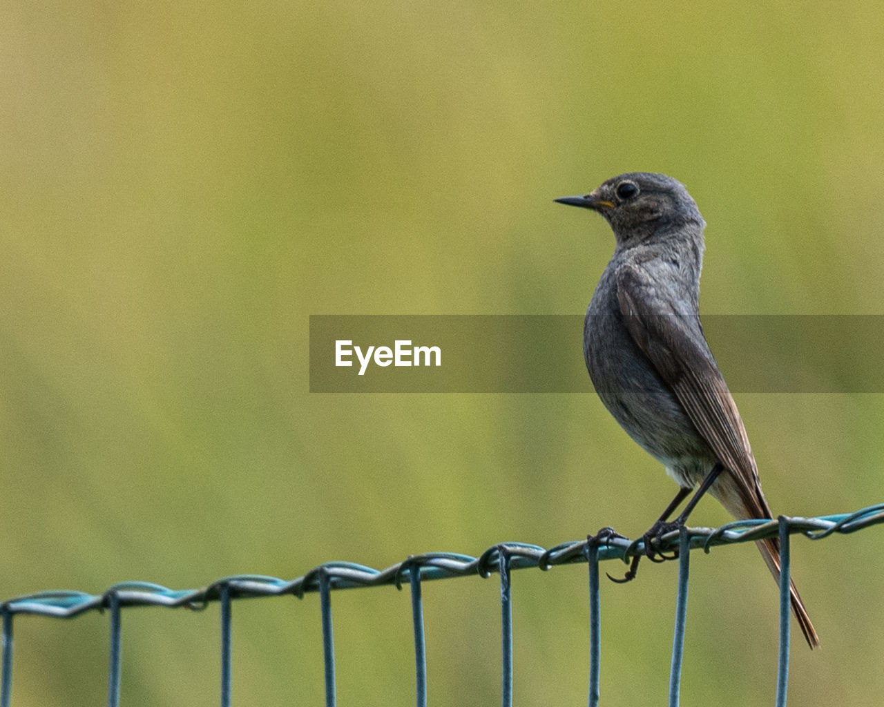 CLOSE-UP OF BIRD PERCHING ON FENCE AGAINST YELLOW WALL