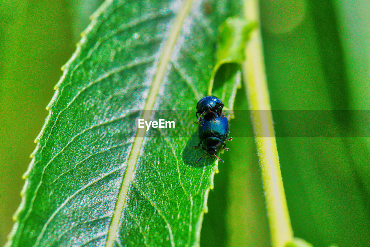 INSECT ON LEAF