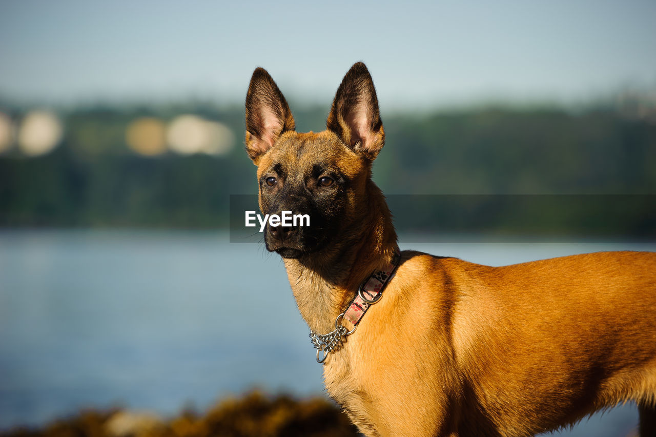 Side view of belgian malinois standing on field
