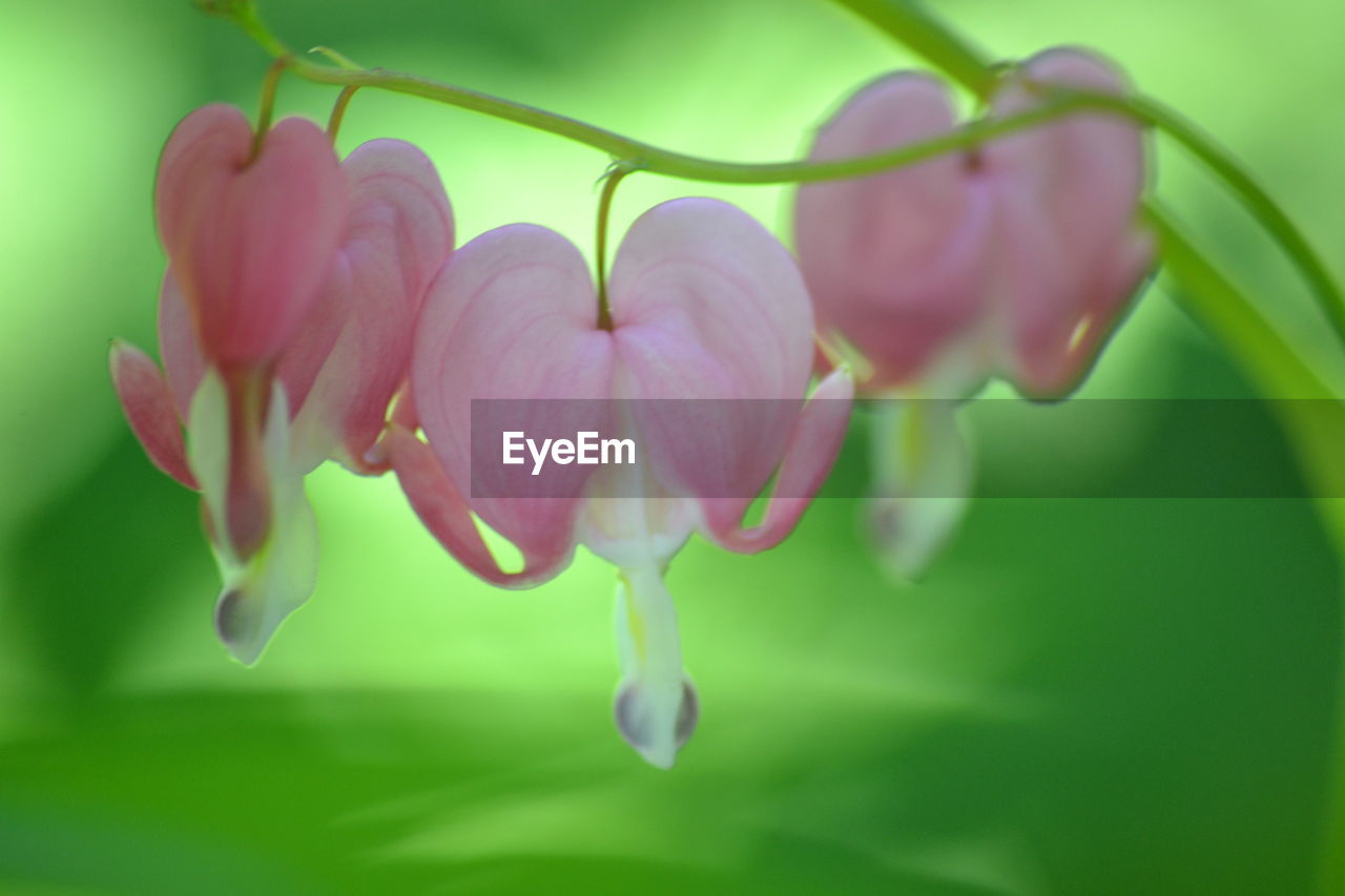 CLOSE-UP OF PINK FLOWER