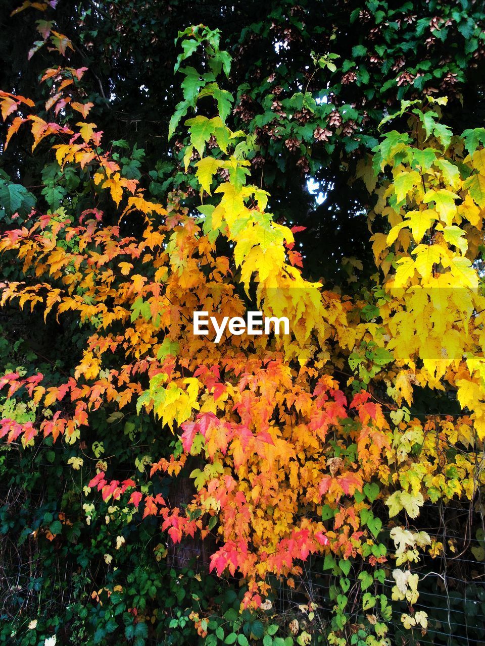 CLOSE-UP OF ORANGE FLOWERS GROWING ON BRANCH
