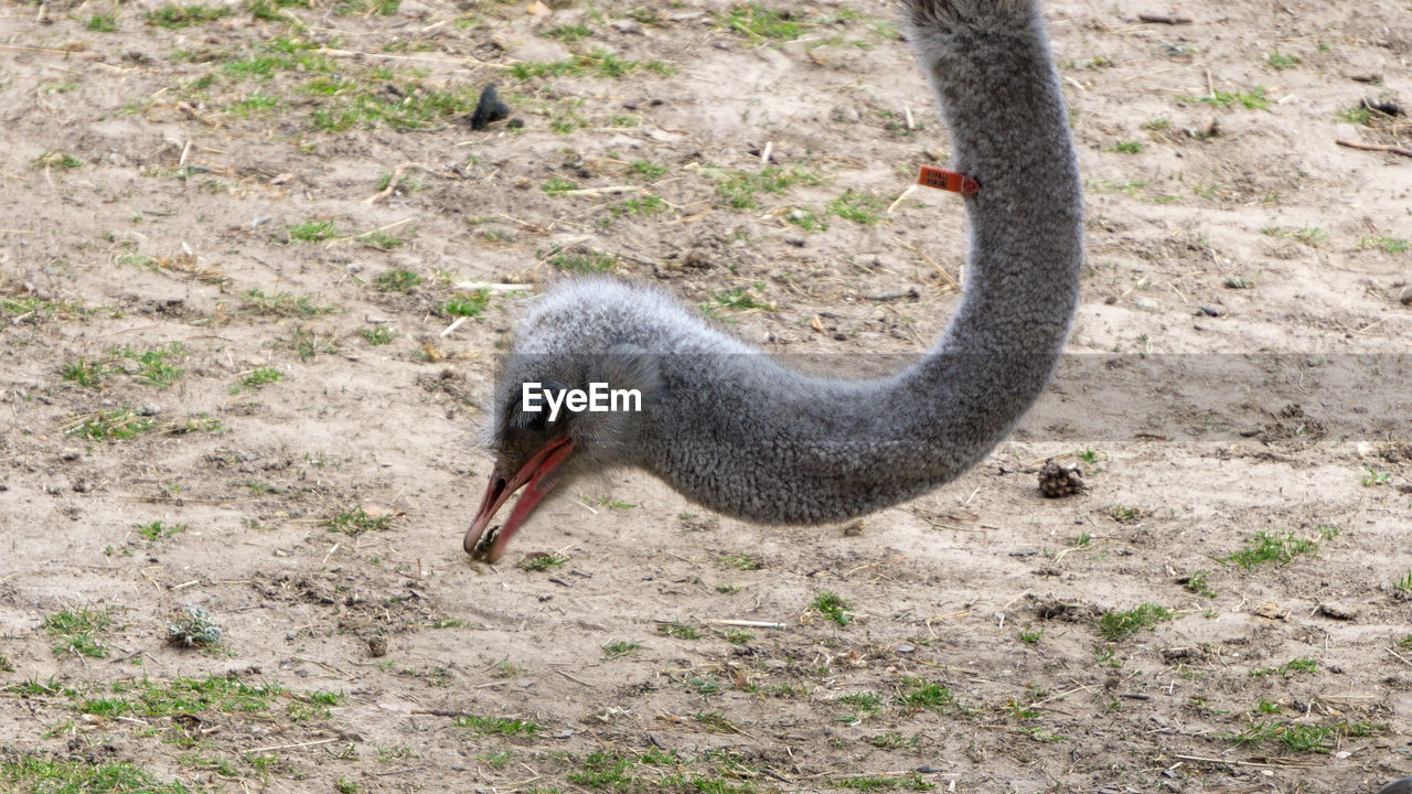 SIDE VIEW OF A BIRD ON GROUND