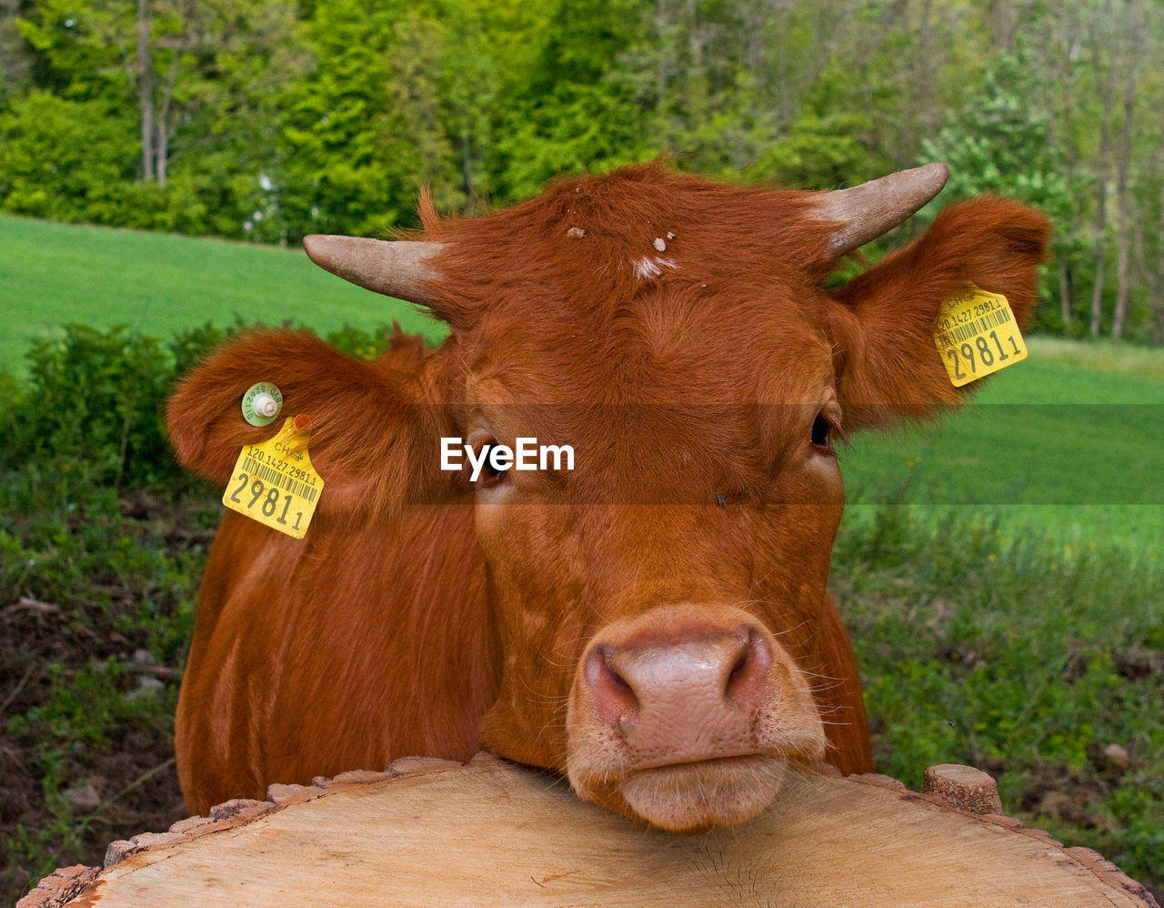 PORTRAIT OF COW IN A FARM