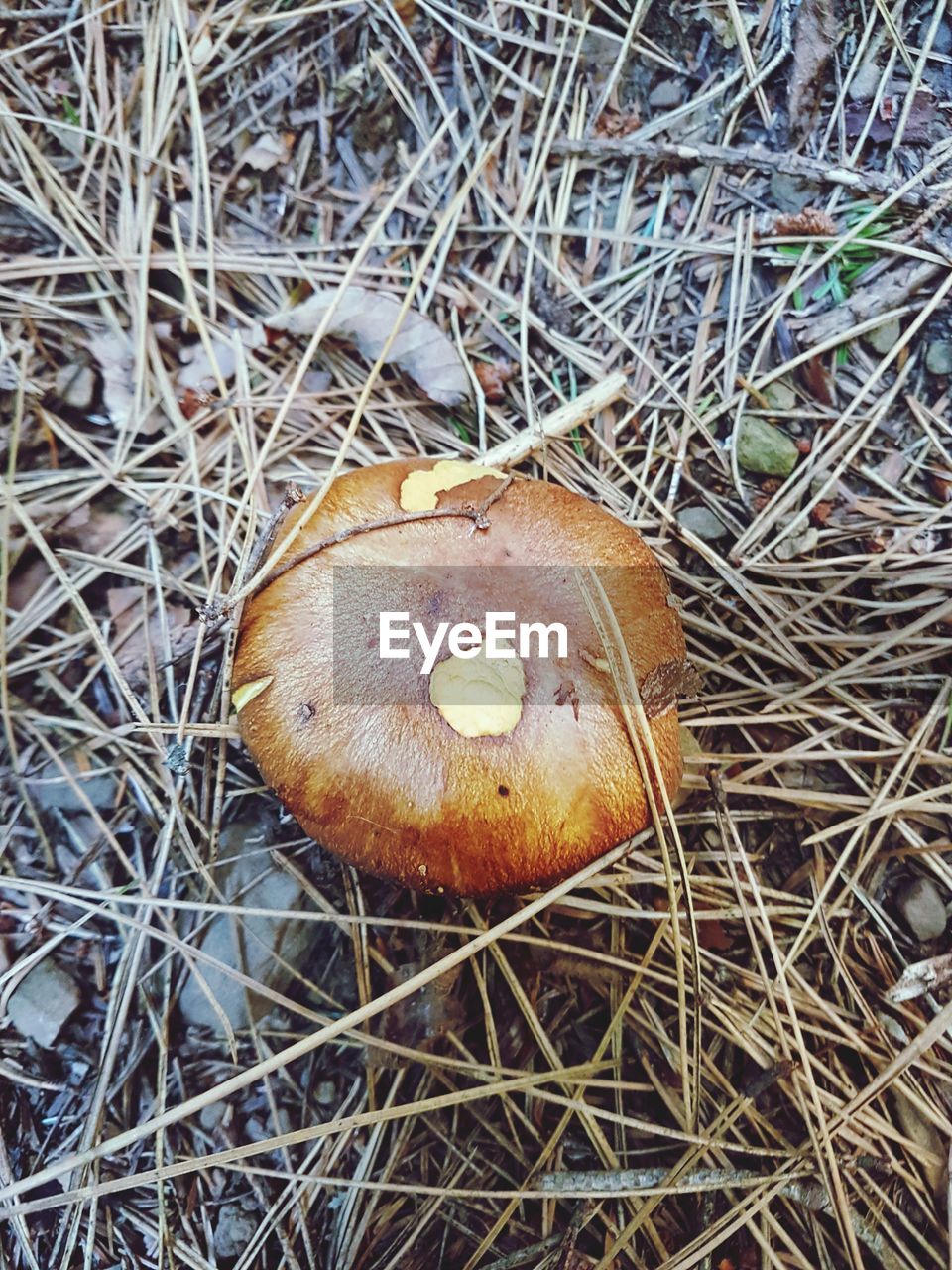 CLOSE-UP OF MUSHROOM ON FIELD