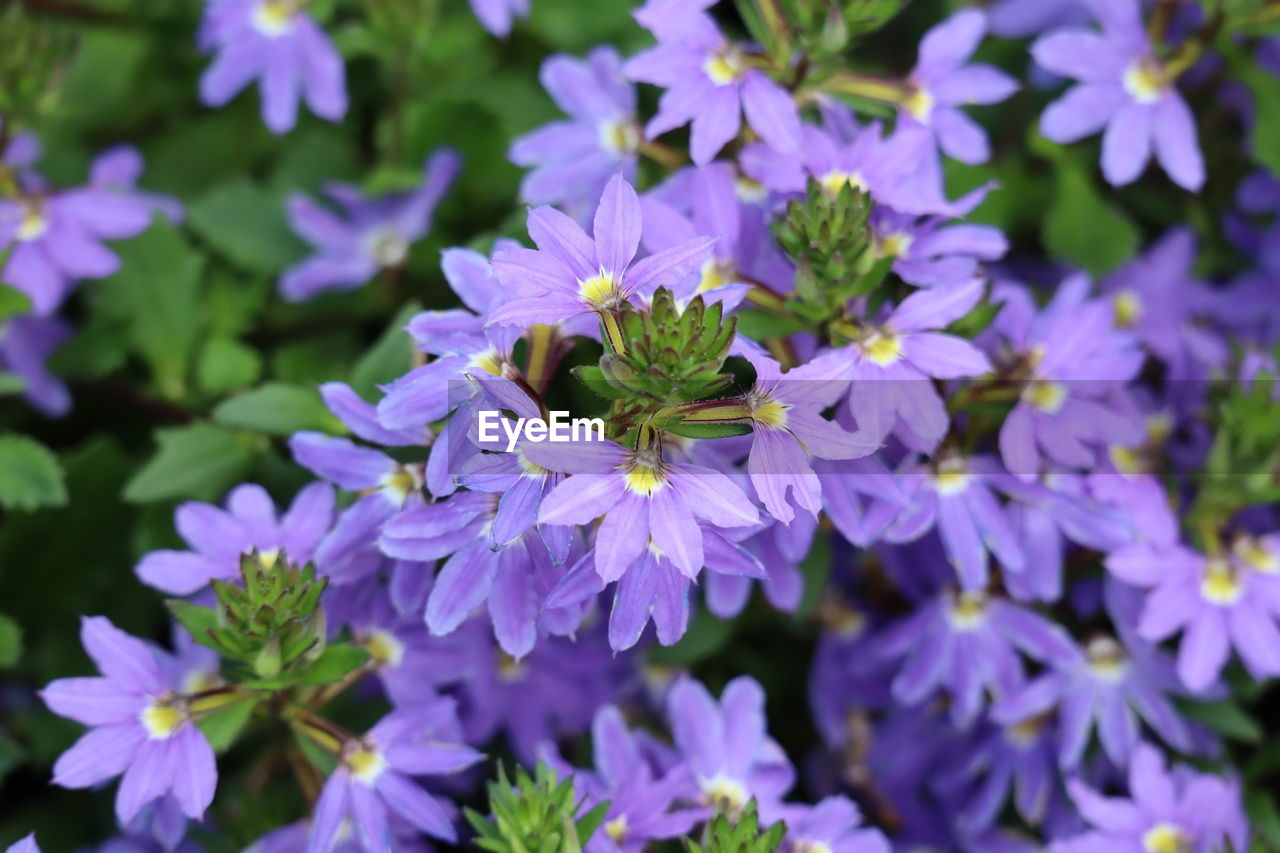 Close-up of honey bee on purple flowering plant