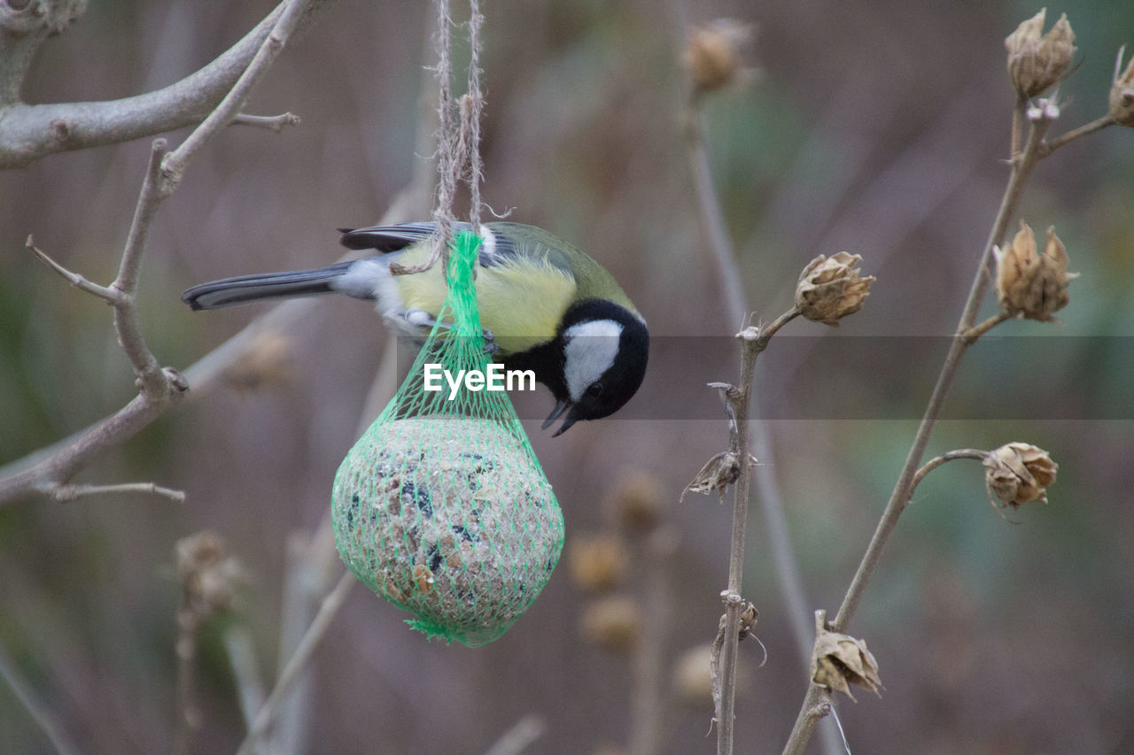 Close-up of bird perching on twig