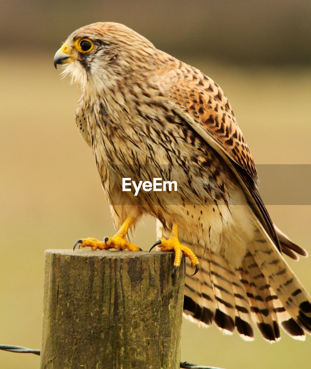 Close-up of hawk perching outdoors