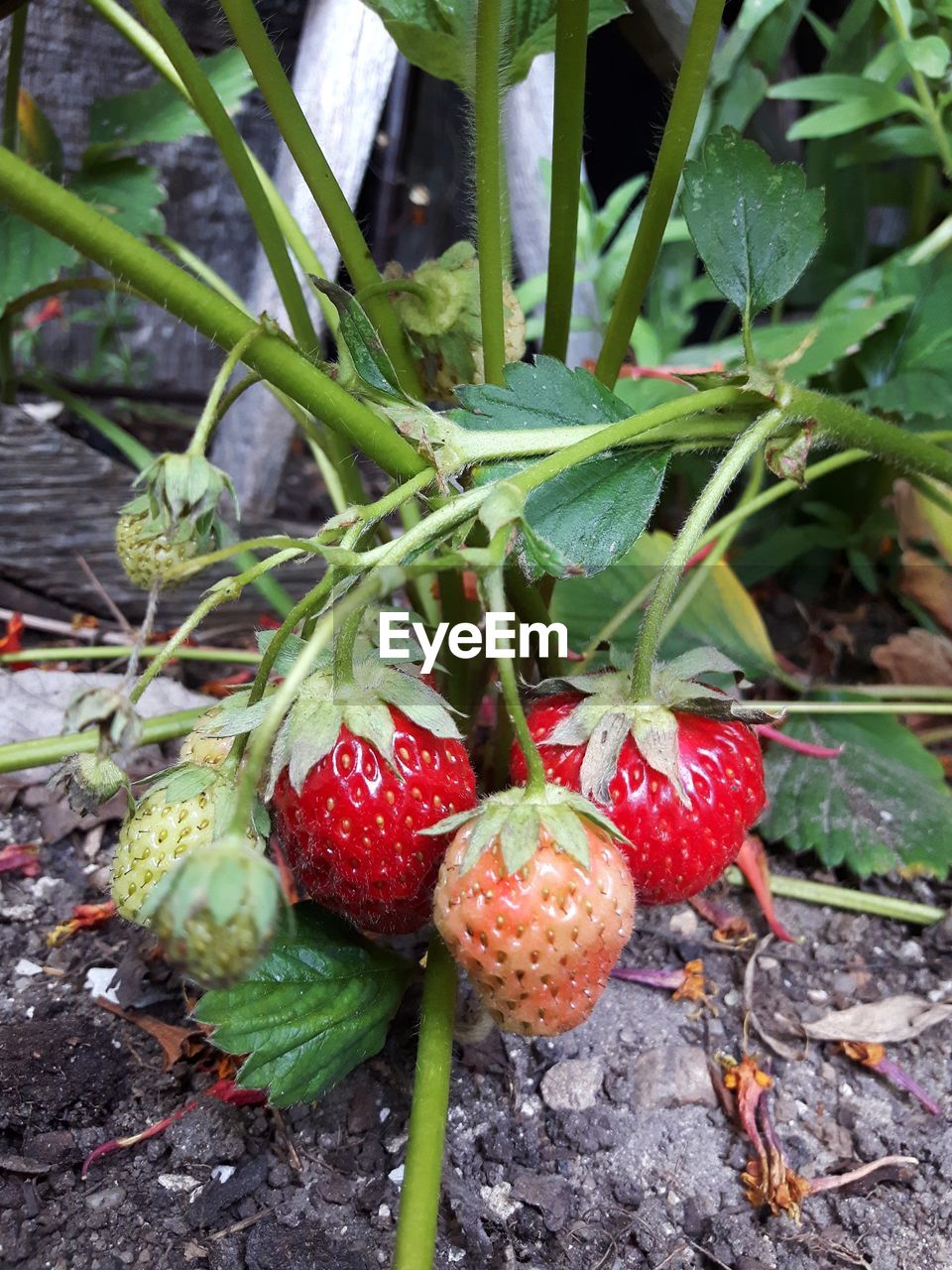 CLOSE-UP OF FRESH STRAWBERRIES