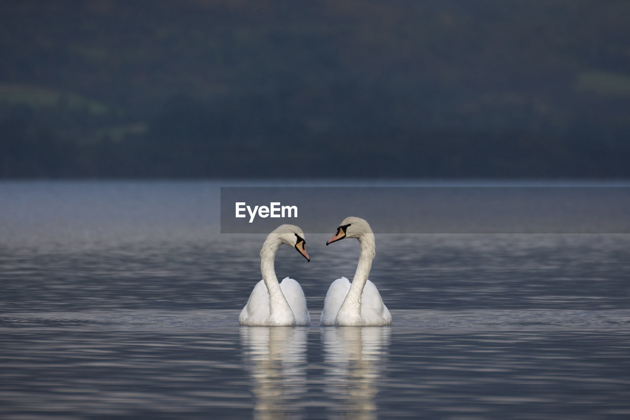 Swan swimming in lake