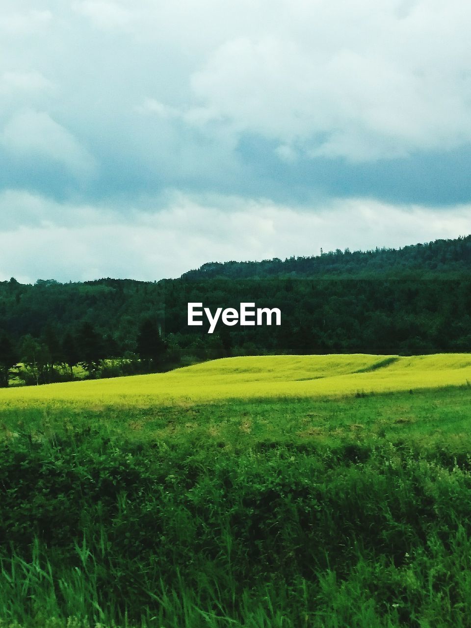 TREES ON FIELD AGAINST CLOUDY SKY