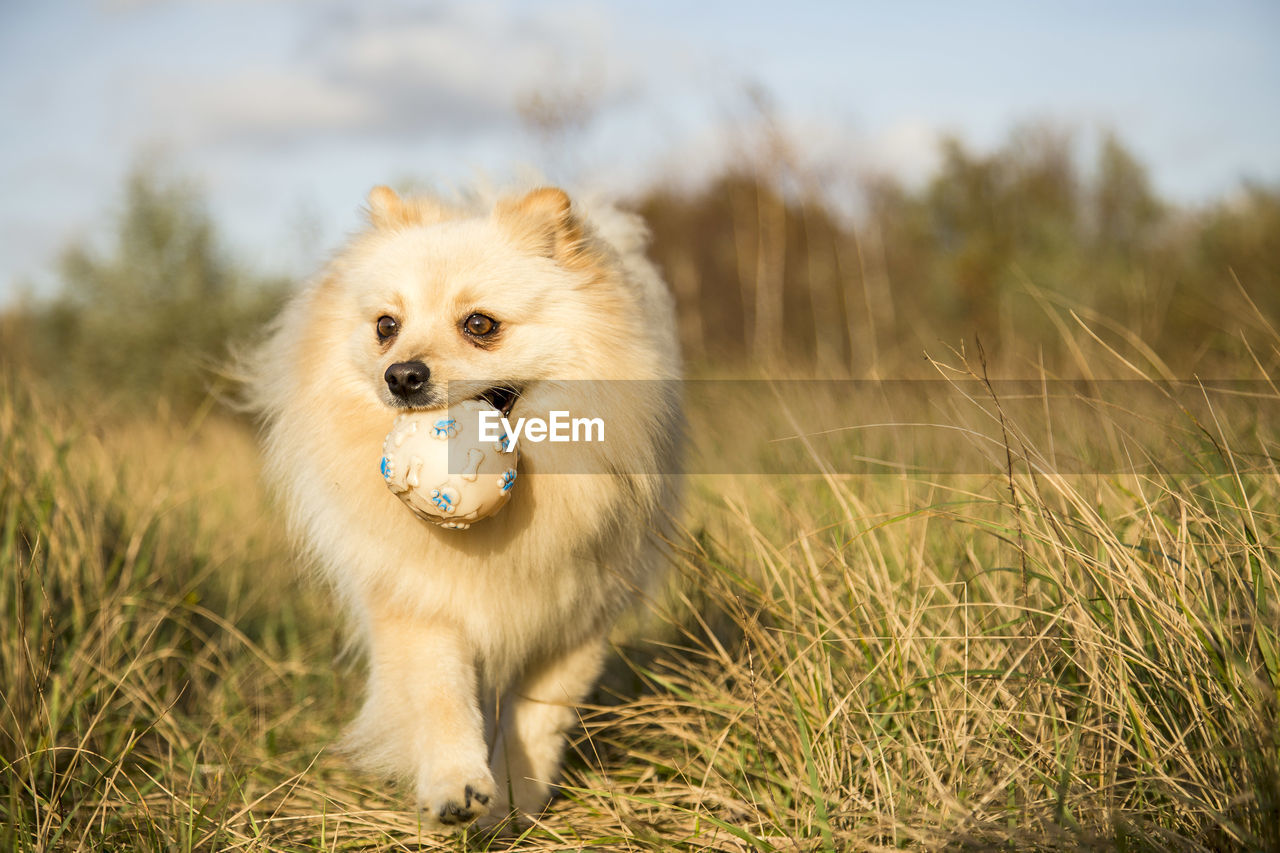 Portrait of dog on field