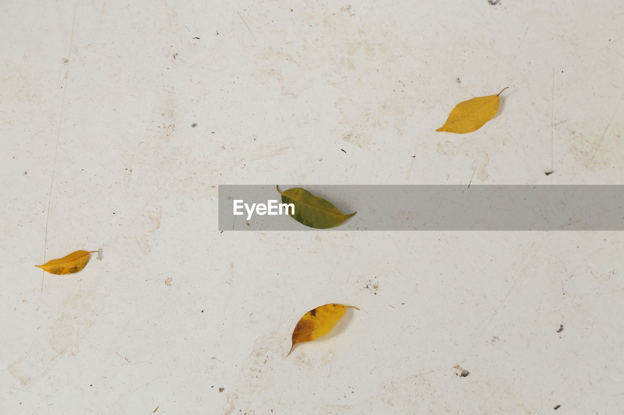 HIGH ANGLE VIEW OF CATERPILLAR ON BEACH