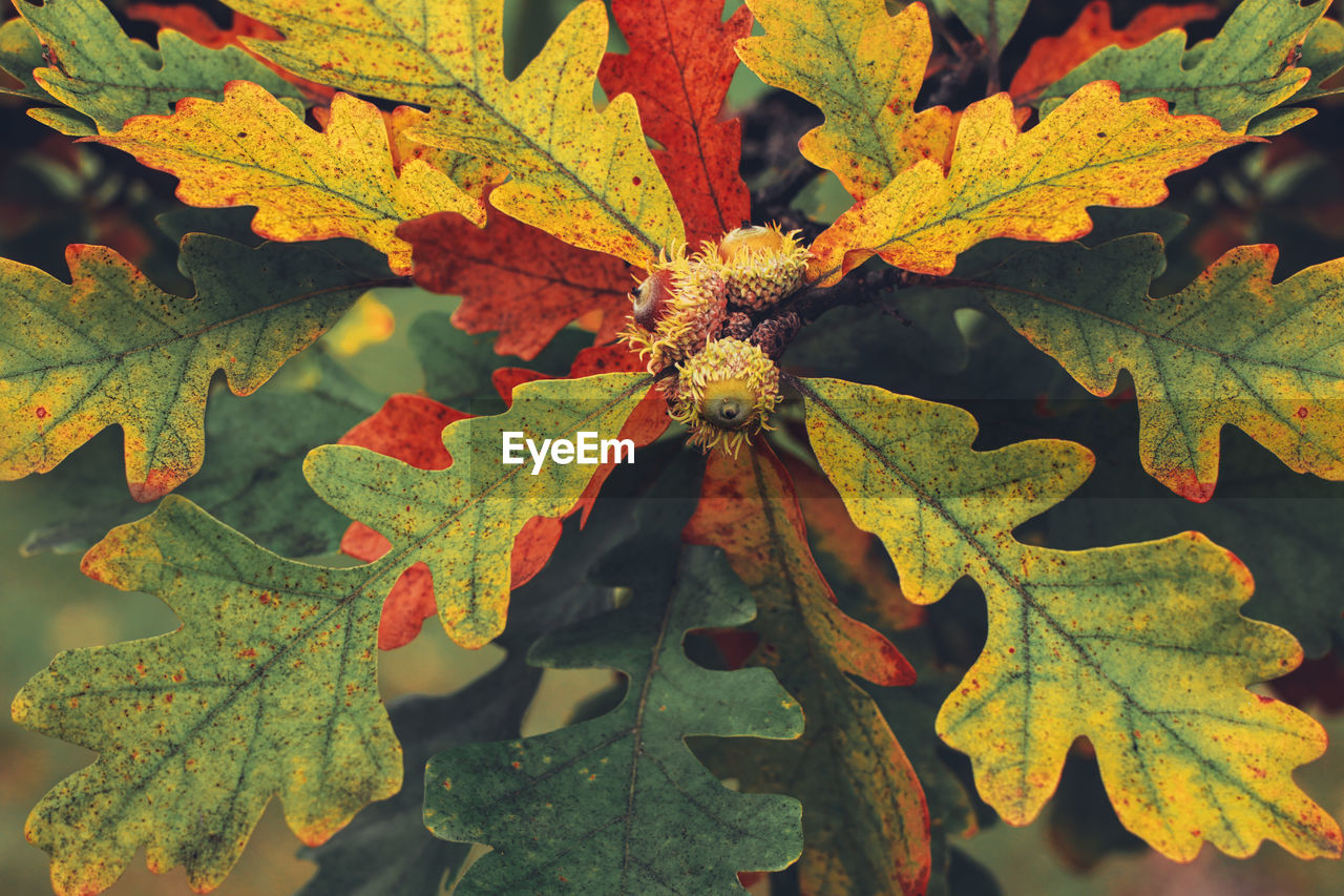 HIGH ANGLE VIEW OF LEAVES ON PLANT