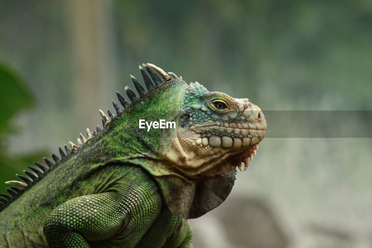 iguana, animal themes, animal, animal wildlife, lizard, reptile, iguania, one animal, wildlife, green, common chameleon, animal body part, no people, wall lizard, close-up, nature, side view, chameleon, focus on foreground