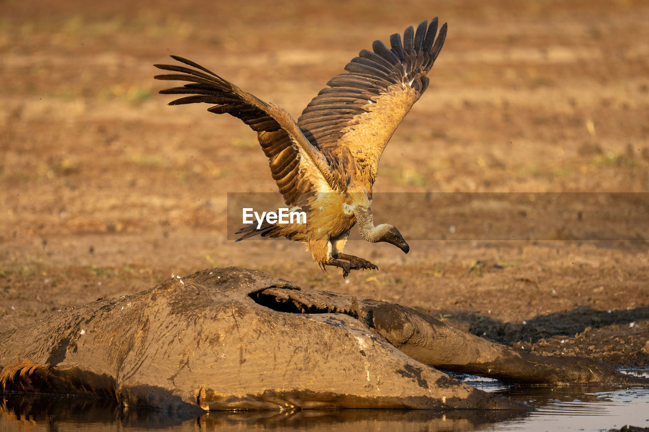 close-up of bird flying over lake