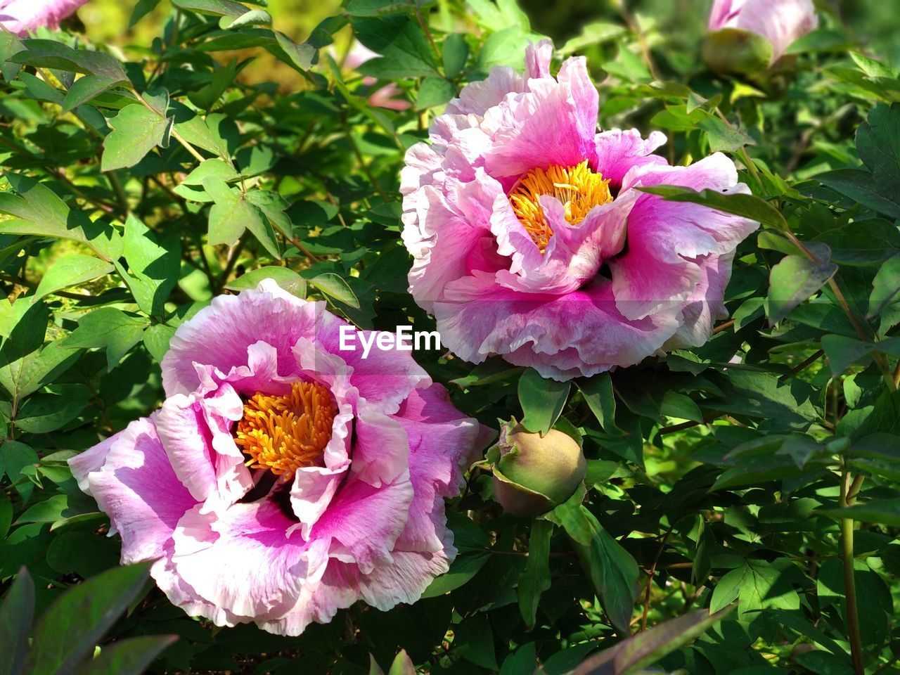 CLOSE-UP OF PURPLE FLOWERING PLANT