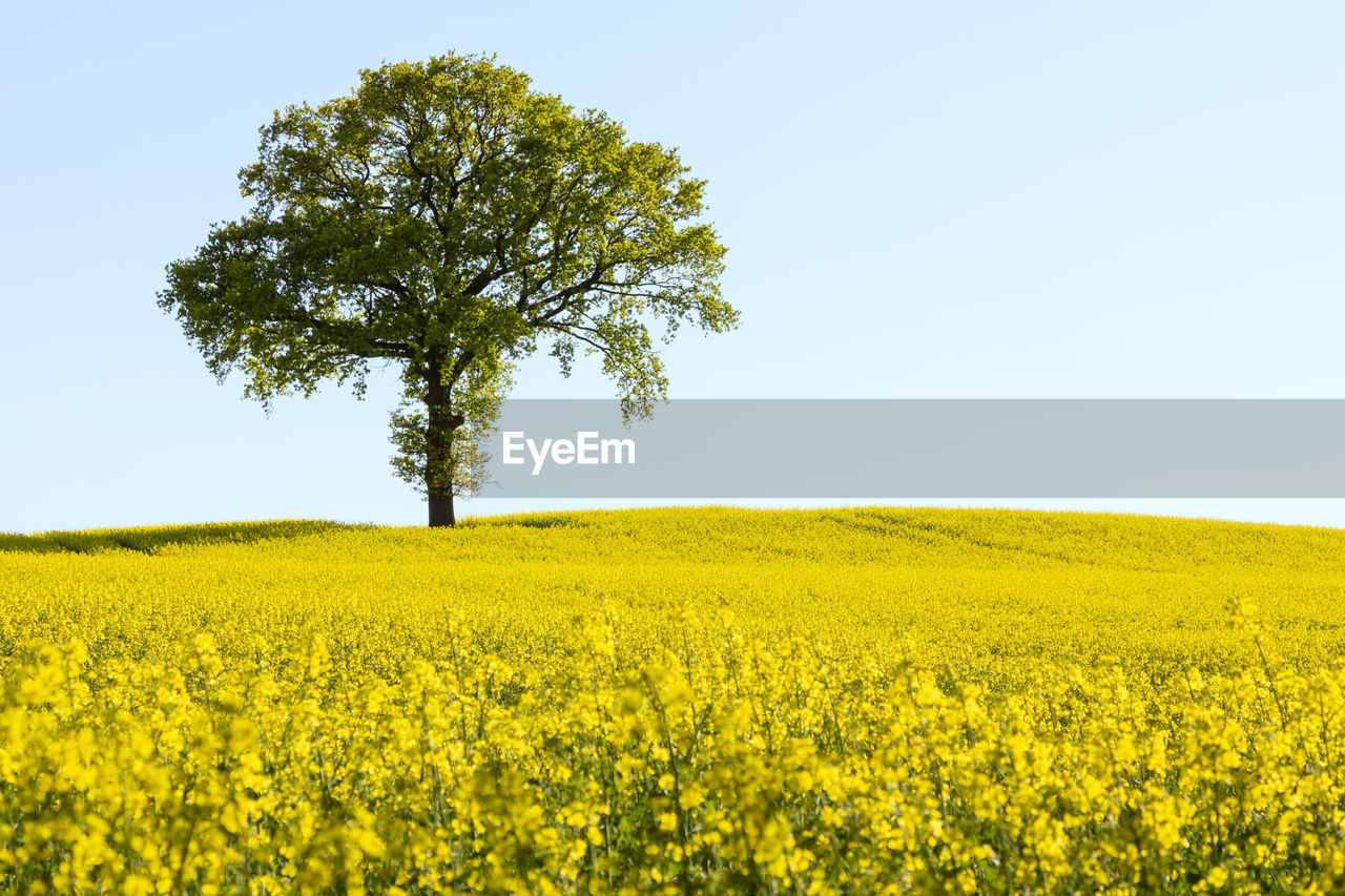 Scenic view of oilseed rape growing on field against clear sky