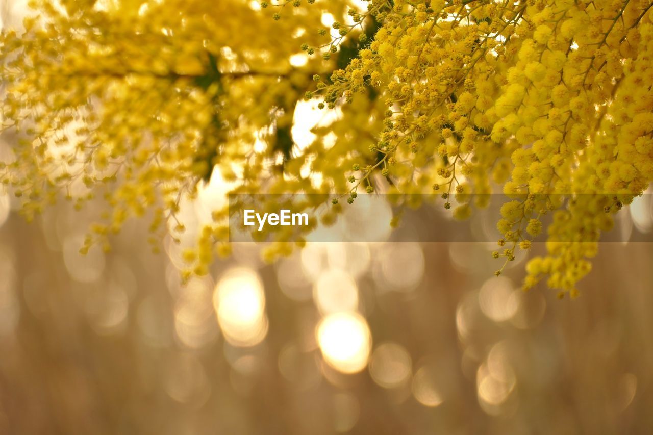 Close-up of yellow flowering plant