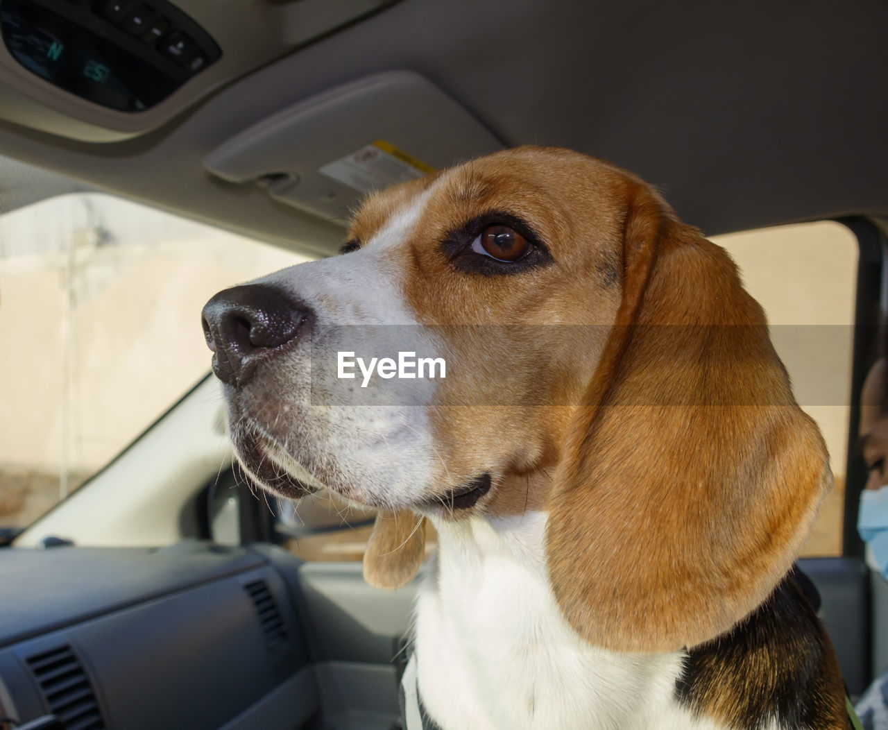 CLOSE-UP OF DOG LOOKING AWAY