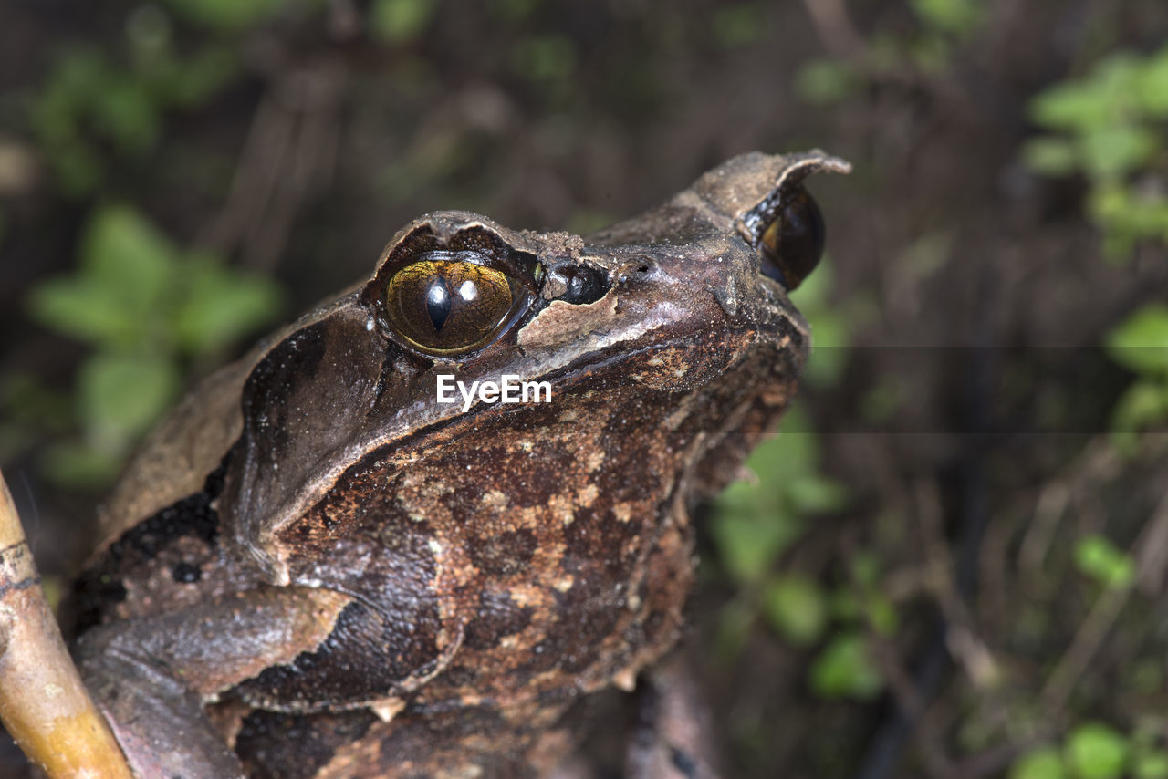 CLOSE-UP OF A FROG ON PLANT