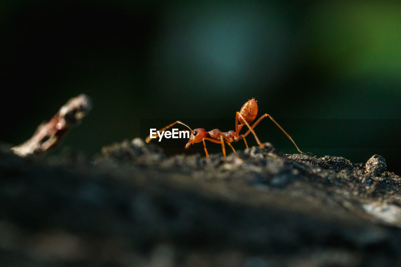 Red ant on the tree