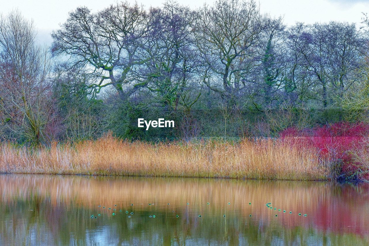 PLANTS GROWING IN LAKE