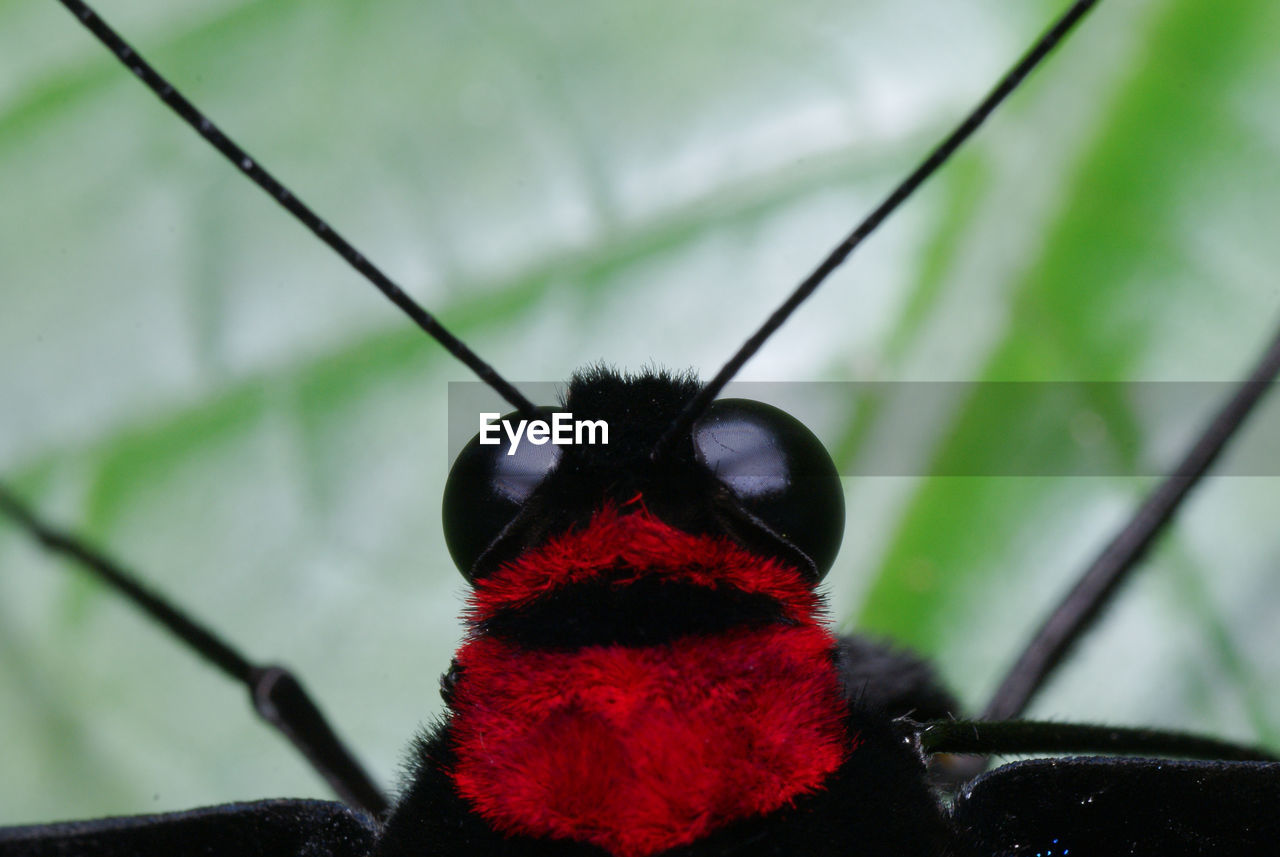 CLOSE-UP OF BUG ON RED LEAF