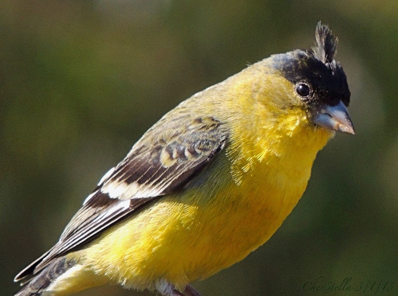Close-up of yellow bird