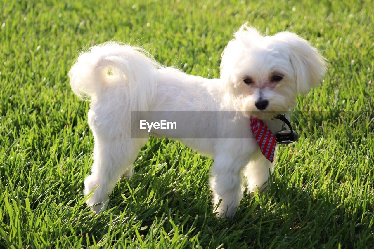 WHITE DOG ON GRASS