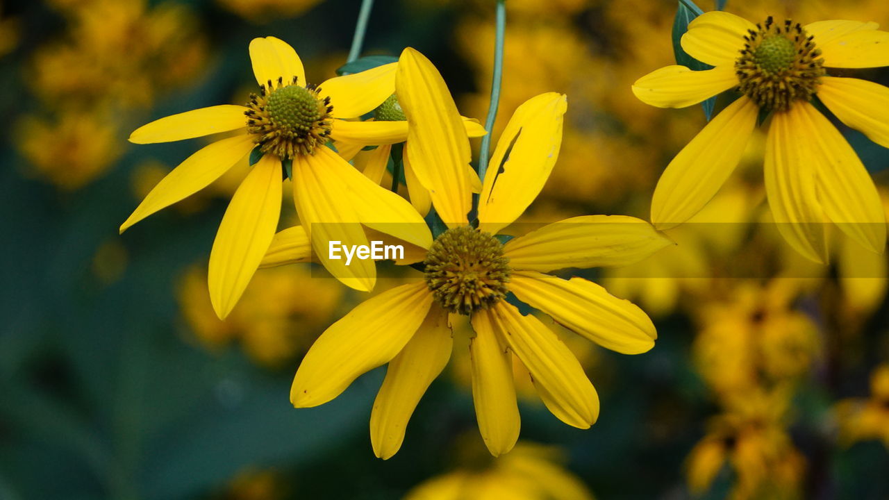 Close-up of black-eyed yellow flowers blooming outdoors