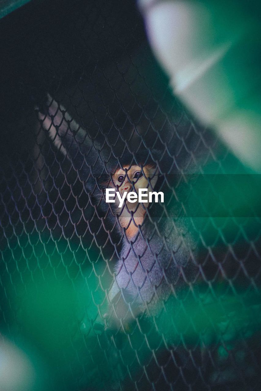 CLOSE-UP PORTRAIT OF CHILD SEEN THROUGH CHAINLINK FENCE AGAINST BLURRED BACKGROUND