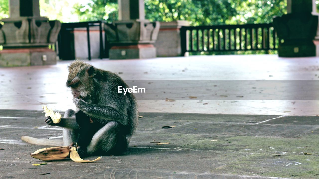 Monkey eating banana while sitting on footpath