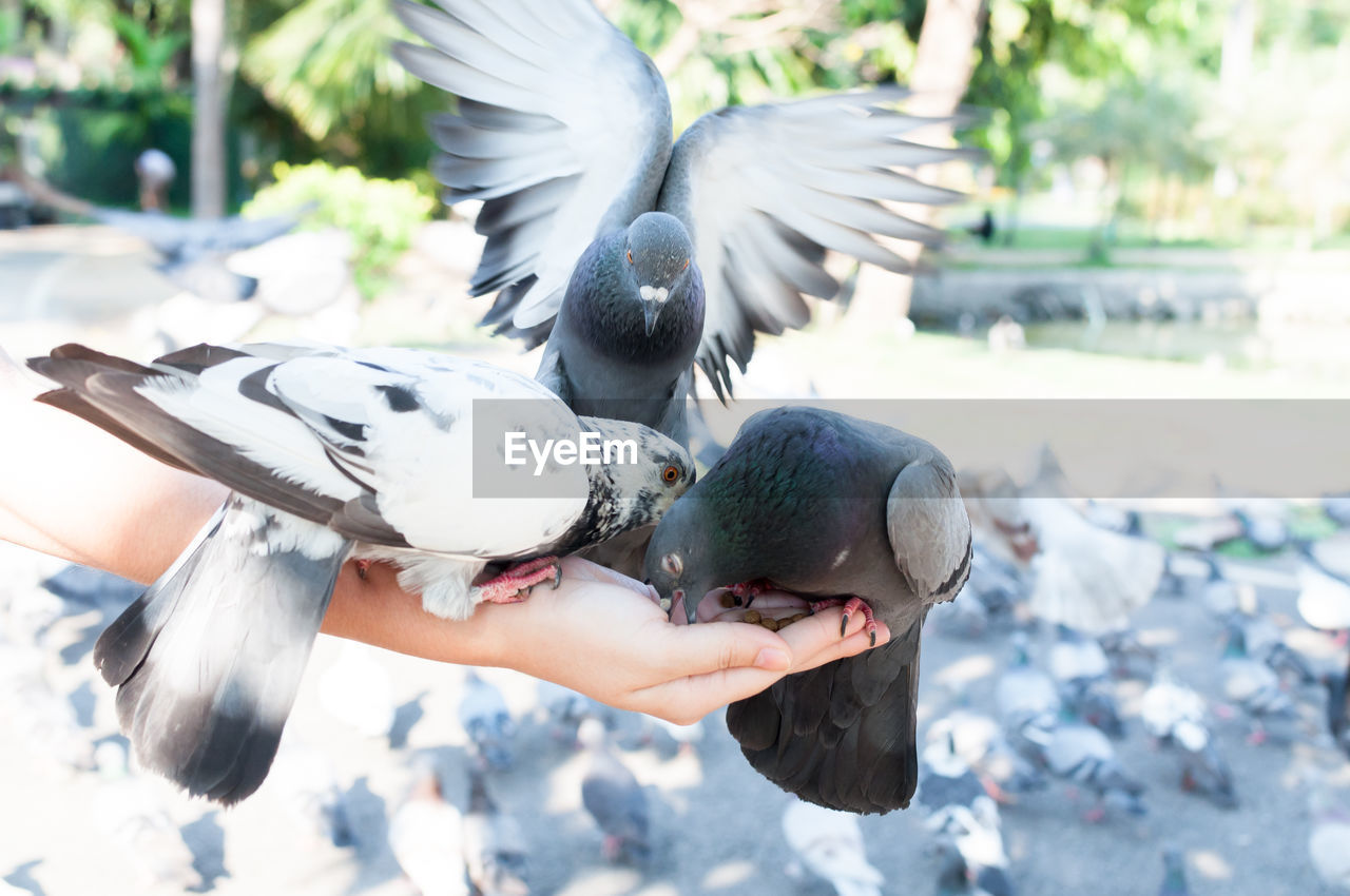 CLOSE-UP OF HAND HOLDING BIRD EATING