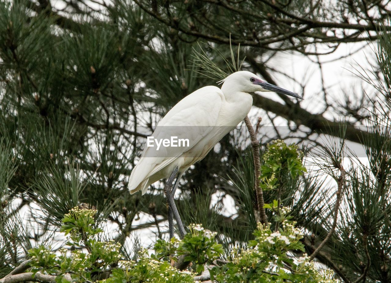 bird, animal themes, animal, animal wildlife, wildlife, tree, plant, one animal, white, branch, perching, nature, no people, beak, heron, low angle view, day, outdoors, beauty in nature, full length