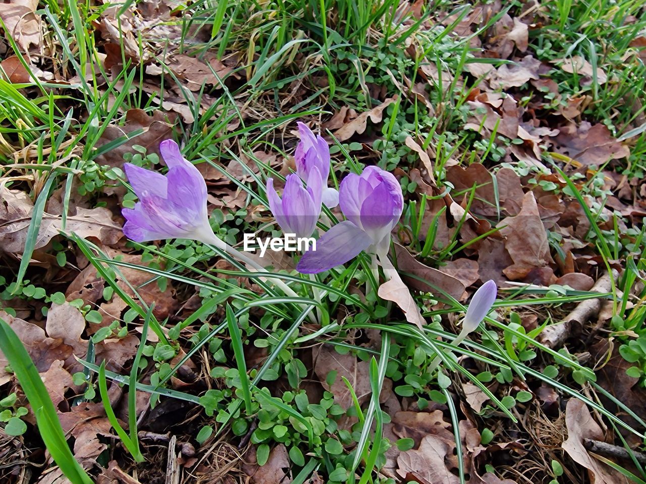 plant, growth, flower, land, nature, beauty in nature, field, high angle view, wildflower, woodland, no people, flowering plant, day, leaf, grass, fragility, plant part, freshness, purple, green, close-up, outdoors, petal