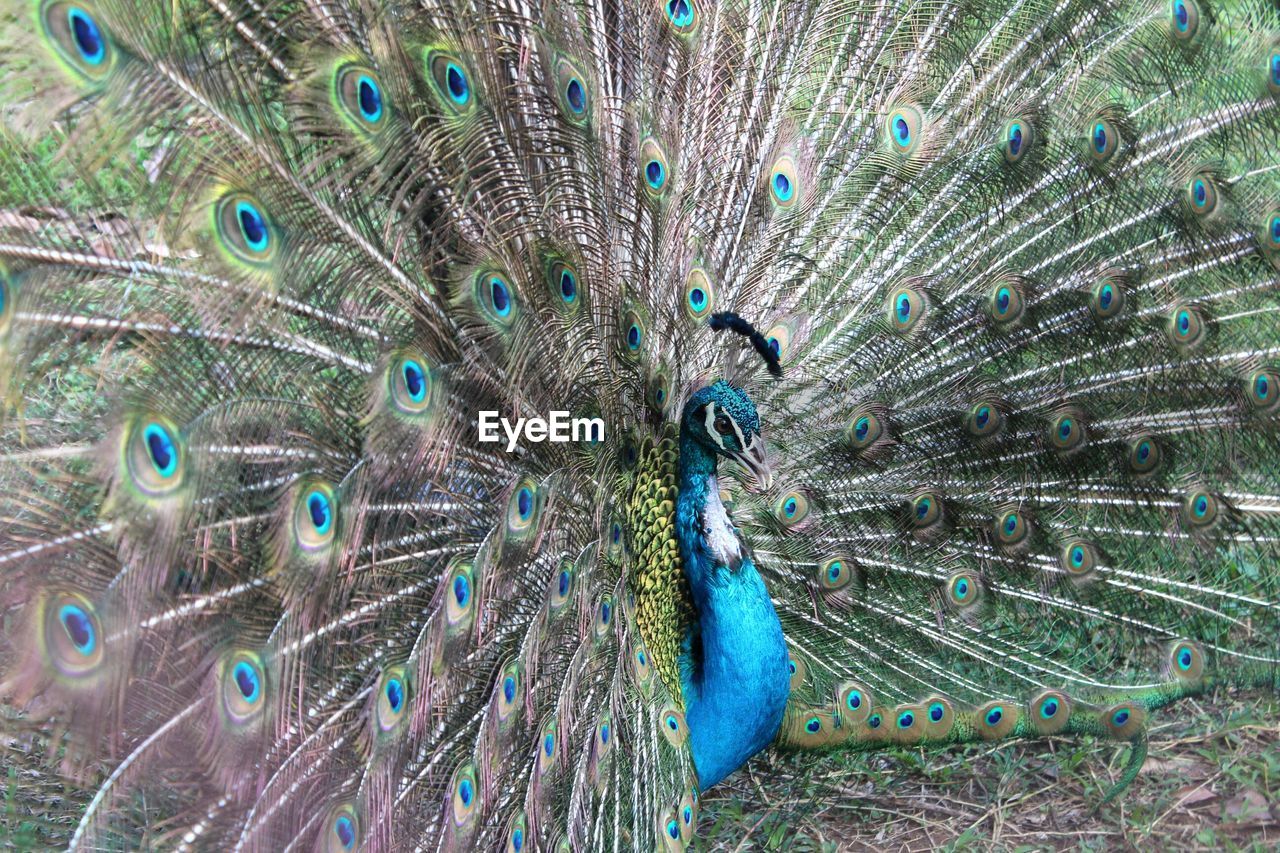 High angle view of fanned out peacock on field