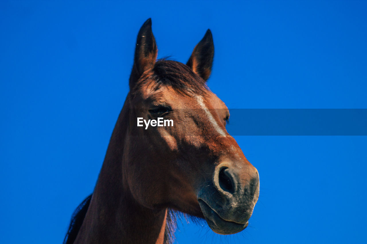 CLOSE-UP OF A HORSE AGAINST CLEAR SKY