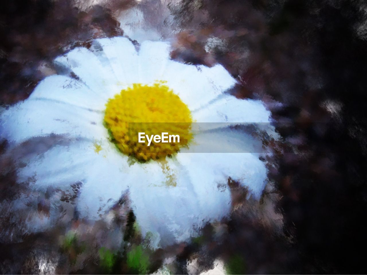 CLOSE-UP OF YELLOW DANDELION FLOWER