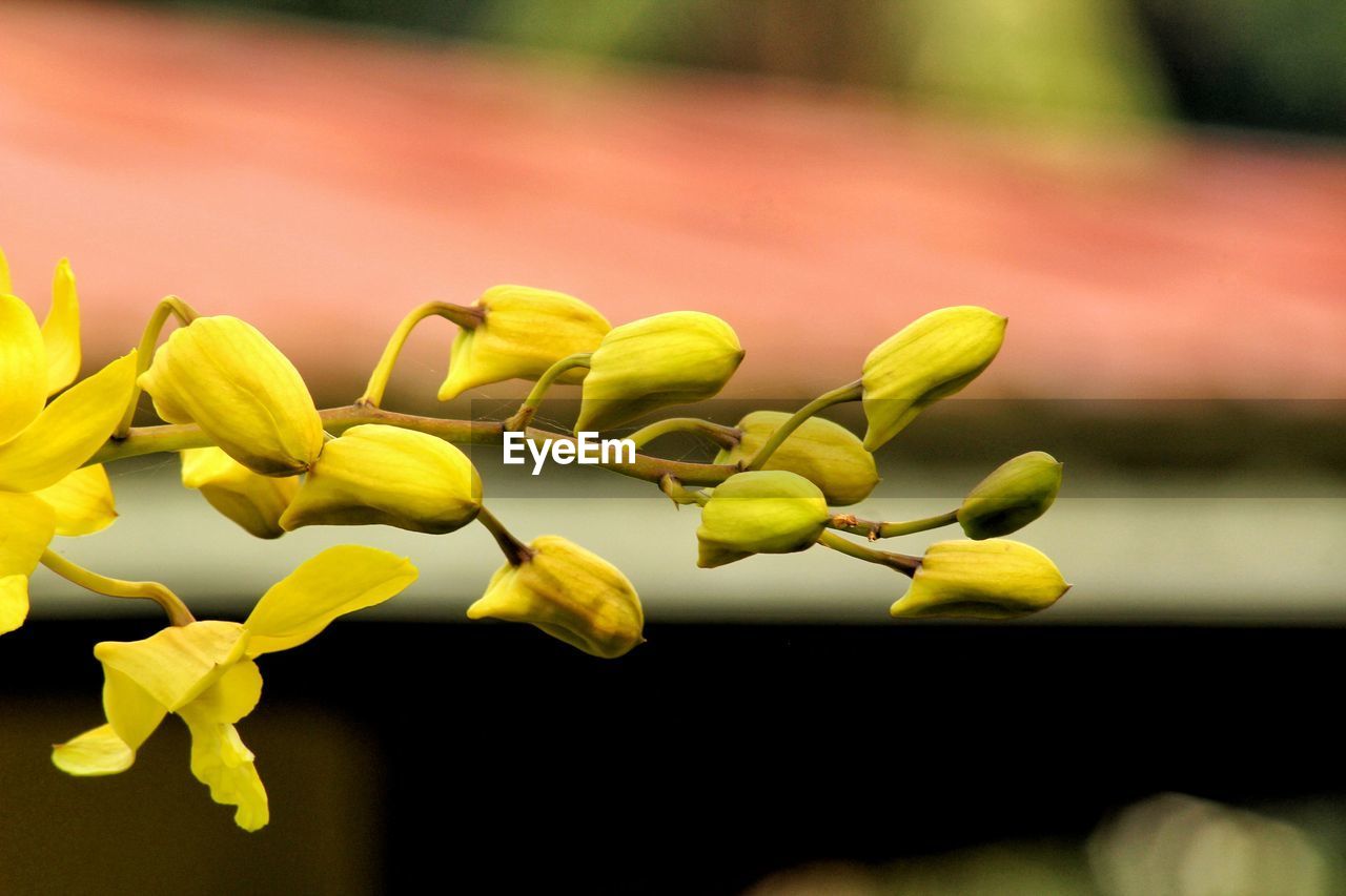 CLOSE-UP OF YELLOW FLOWER PLANT