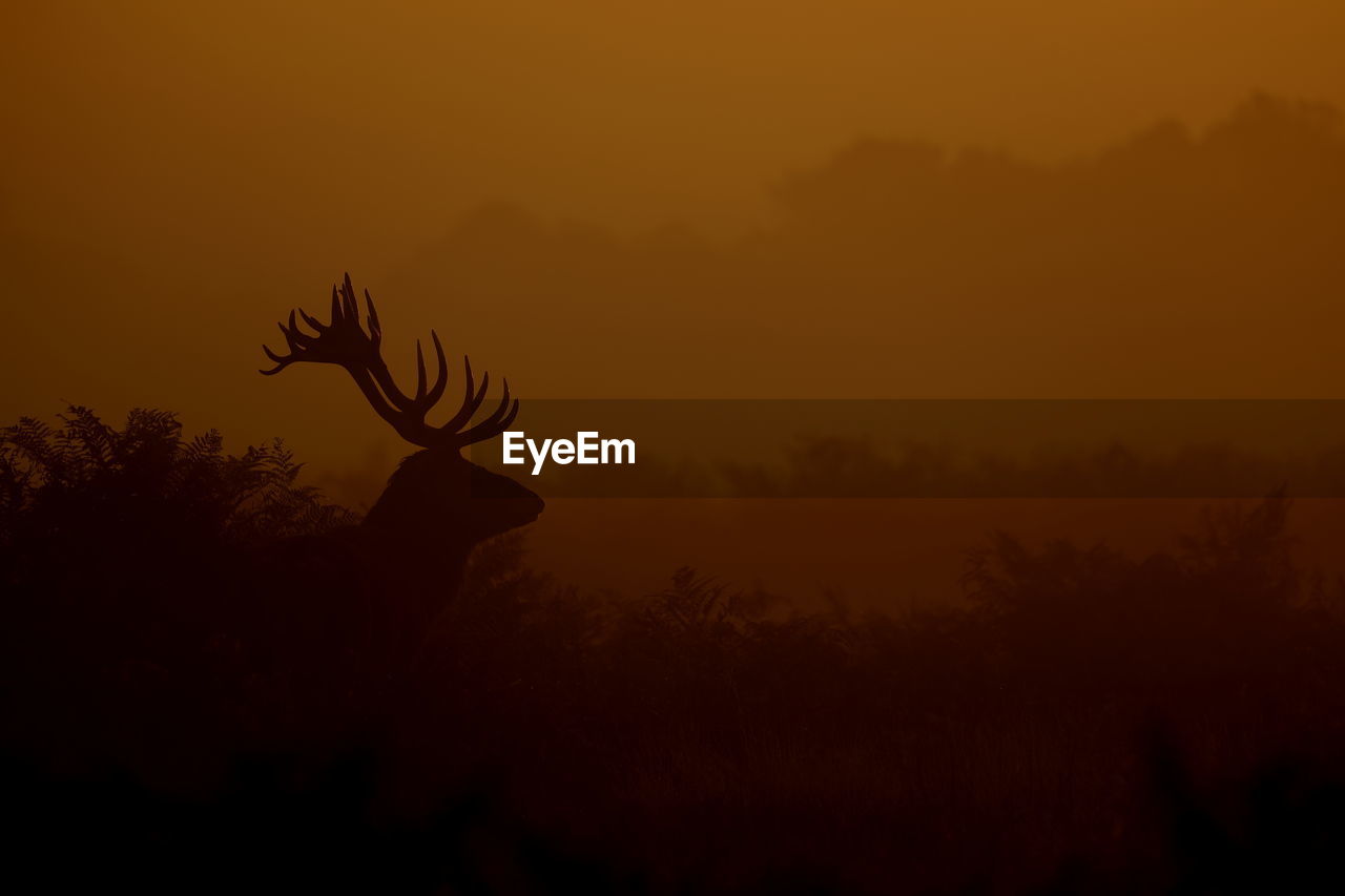 A red deer stag at the crack of dawn