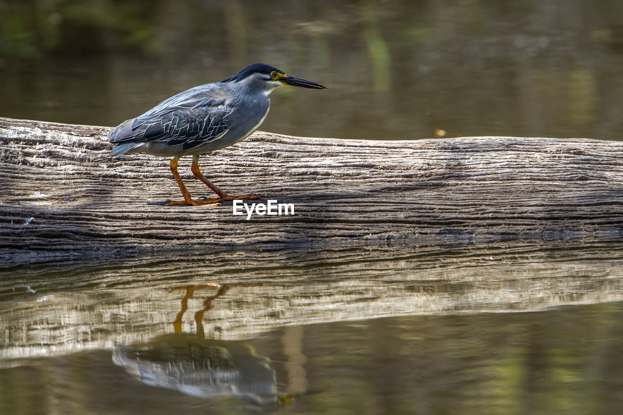 Striated heron perching on wood in lake