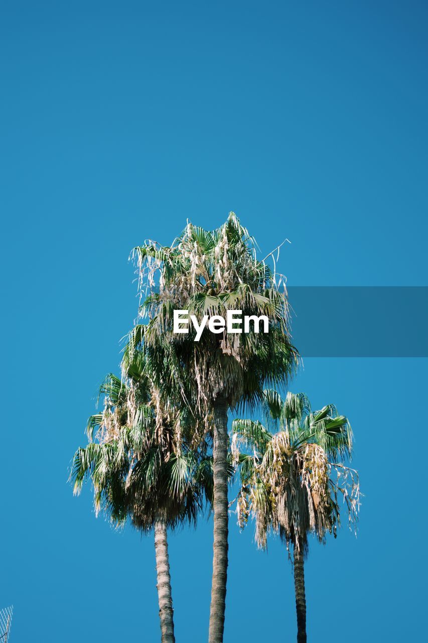 LOW ANGLE VIEW OF COCONUT PALM TREE AGAINST SKY