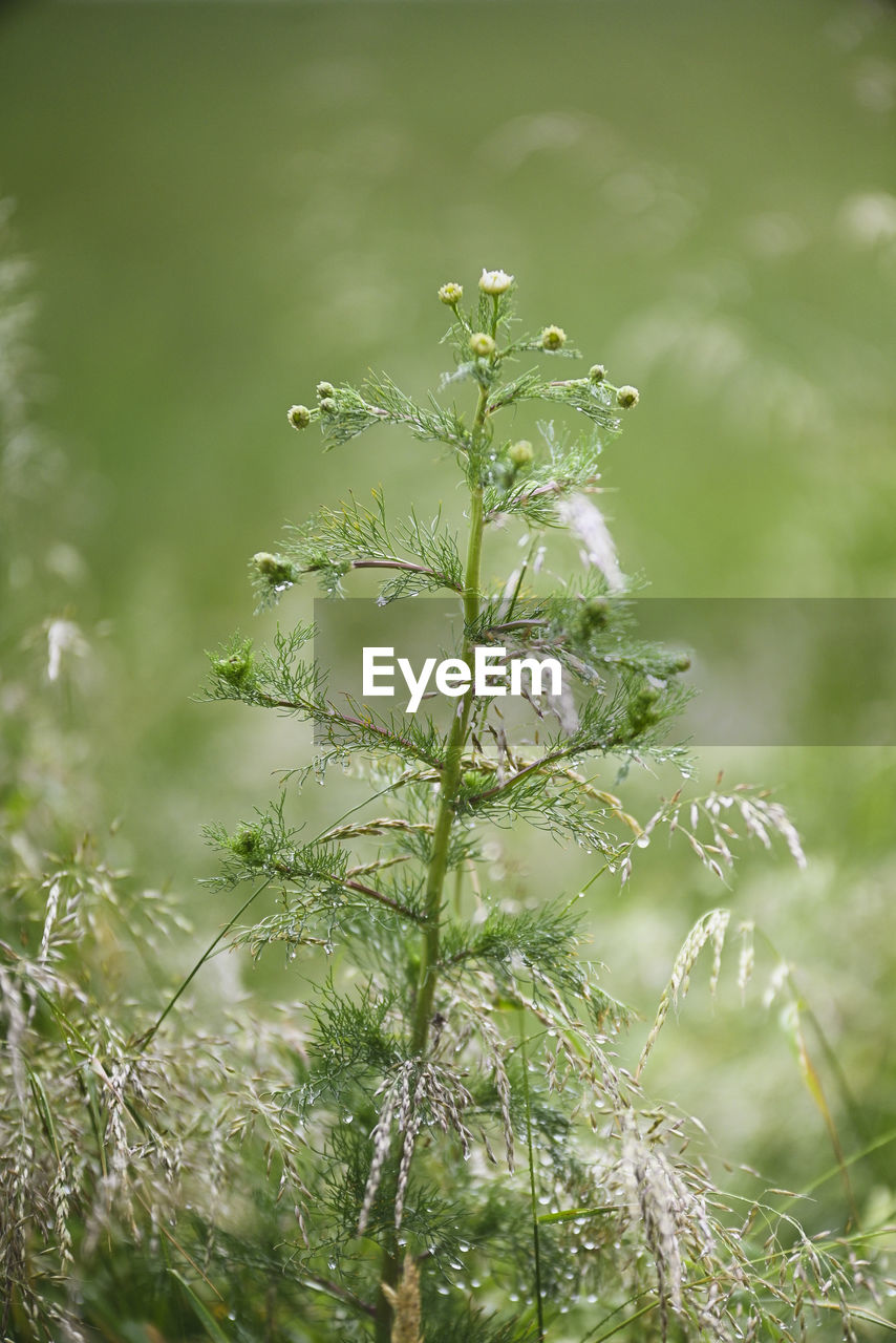 green, nature, plant, grass, leaf, flower, beauty in nature, no people, growth, branch, tree, macro photography, plant stem, close-up, plant part, outdoors, day, focus on foreground, environment, selective focus, tranquility, land, wet, freshness, fragility, sunlight, forest, moisture, drop, meadow, water, wildflower