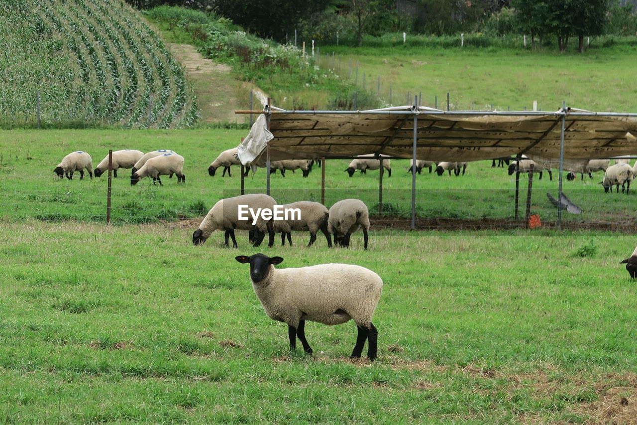 Sheep grazing in a field