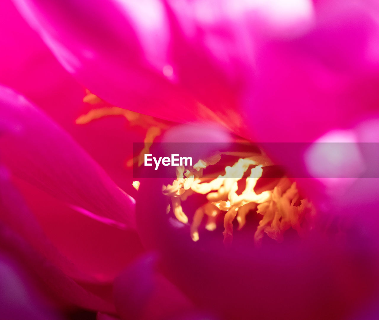 CLOSE-UP OF PINK FLOWER BLOOMING OUTDOORS